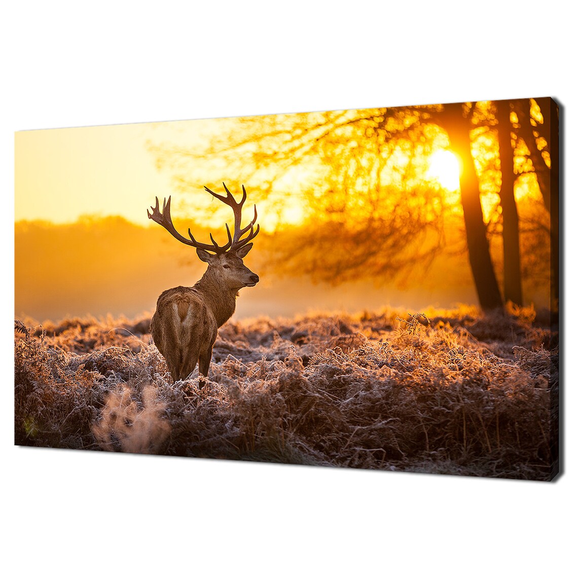 Red Deer Stag In The Morning Sun, Modern Design Art Print
