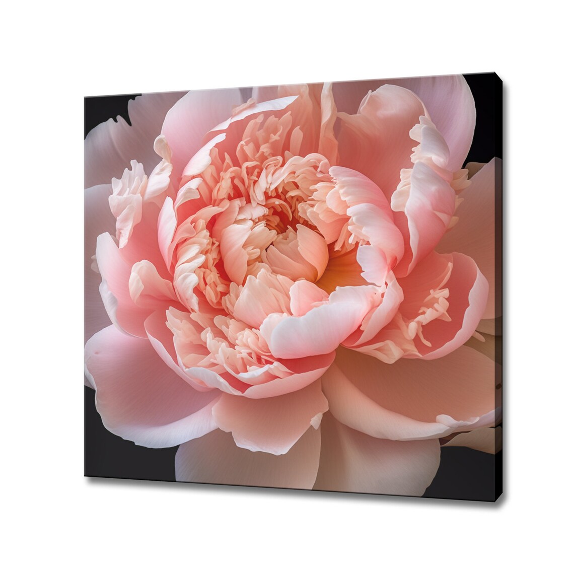 Pink Peony on Dark Background Dramatic Moody Floral Close Up Wall Art