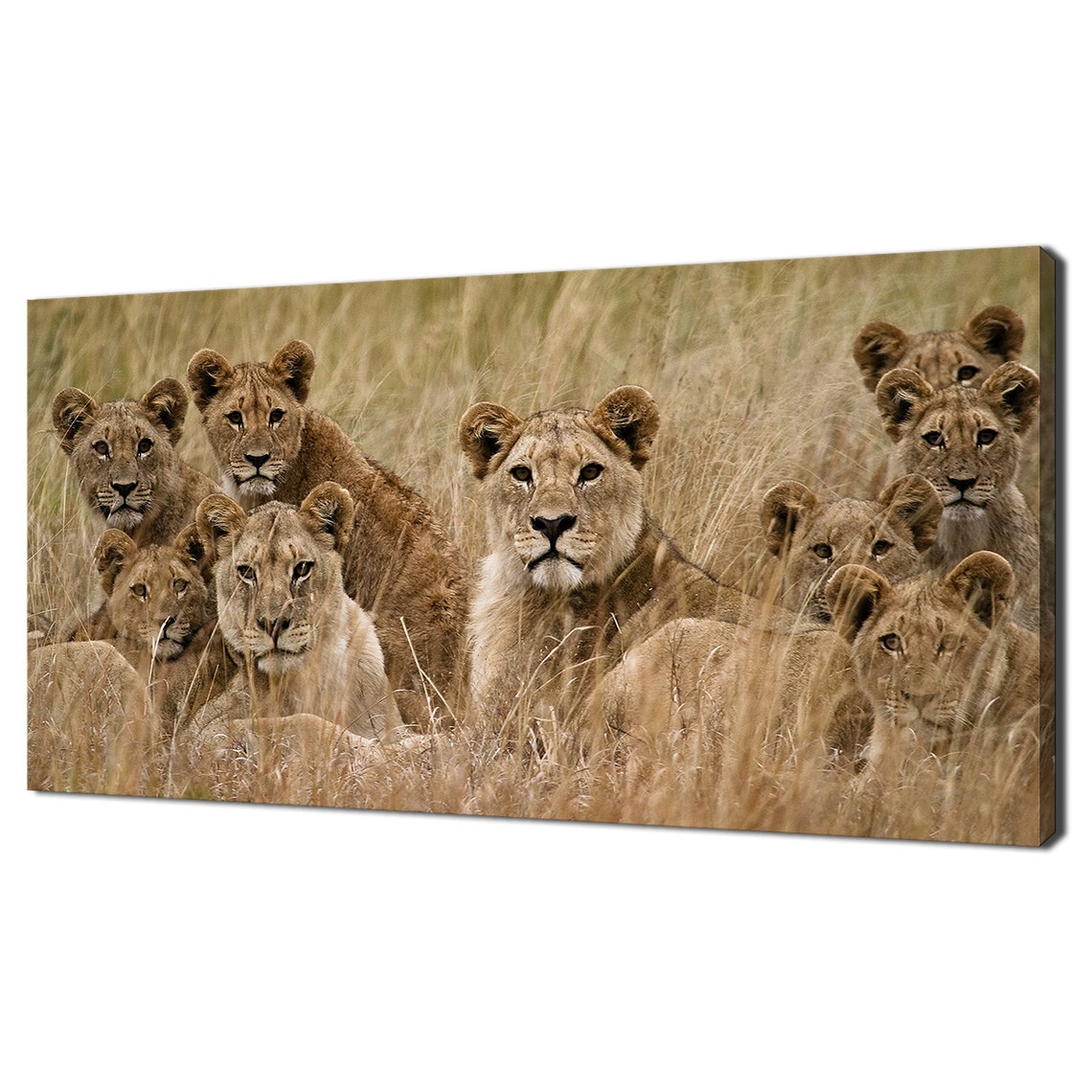 African Lion Pride Family Resting In Tall Grass Safari Wall Art Print