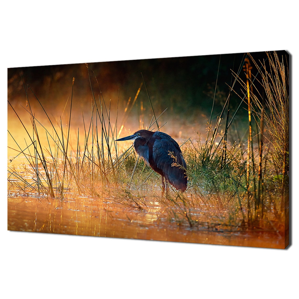 Heron Standing in Misty Reeds at Golden Sunrise River Wildlife Poster