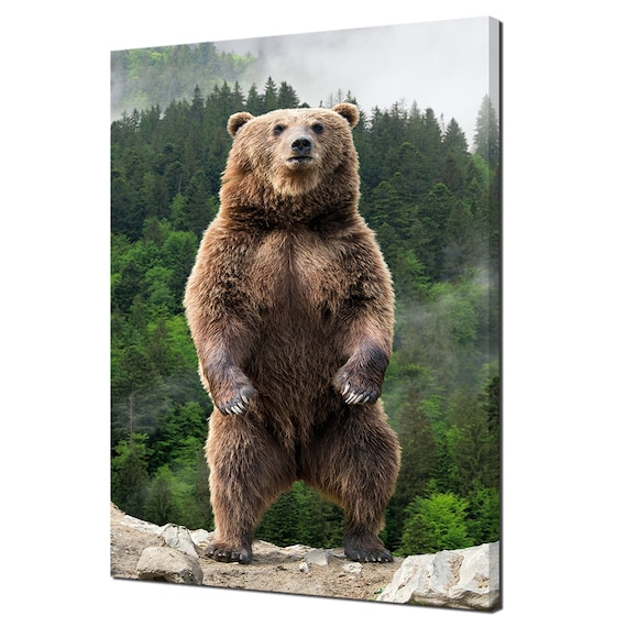Brown Bear Standing Upright Misty Pine Forest Wildlife Photography Poster