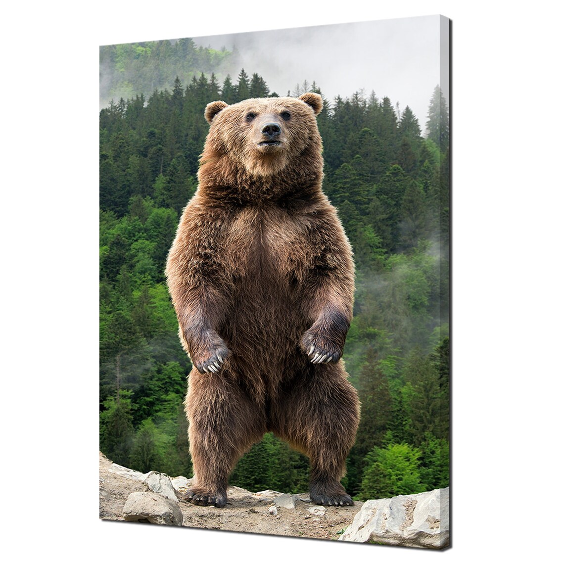 Brown Bear Standing Upright Misty Pine Forest Wildlife Photography Poster