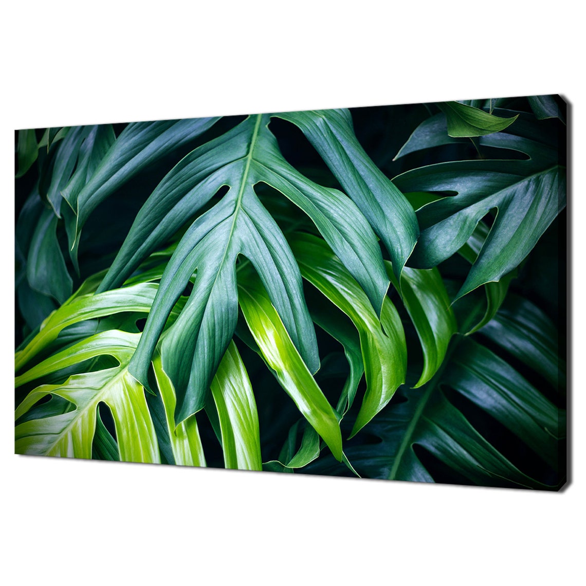 Monstera Leaf Close Up Dramatic Light Glossy Tropical Photo Poster