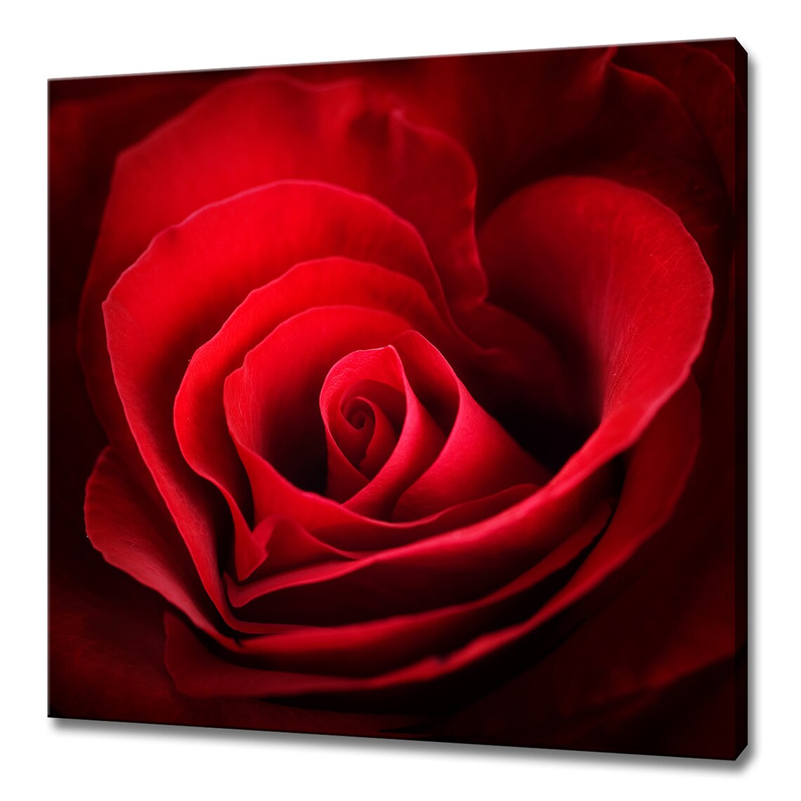 Red Rose Heart Love Modern Design Art Print