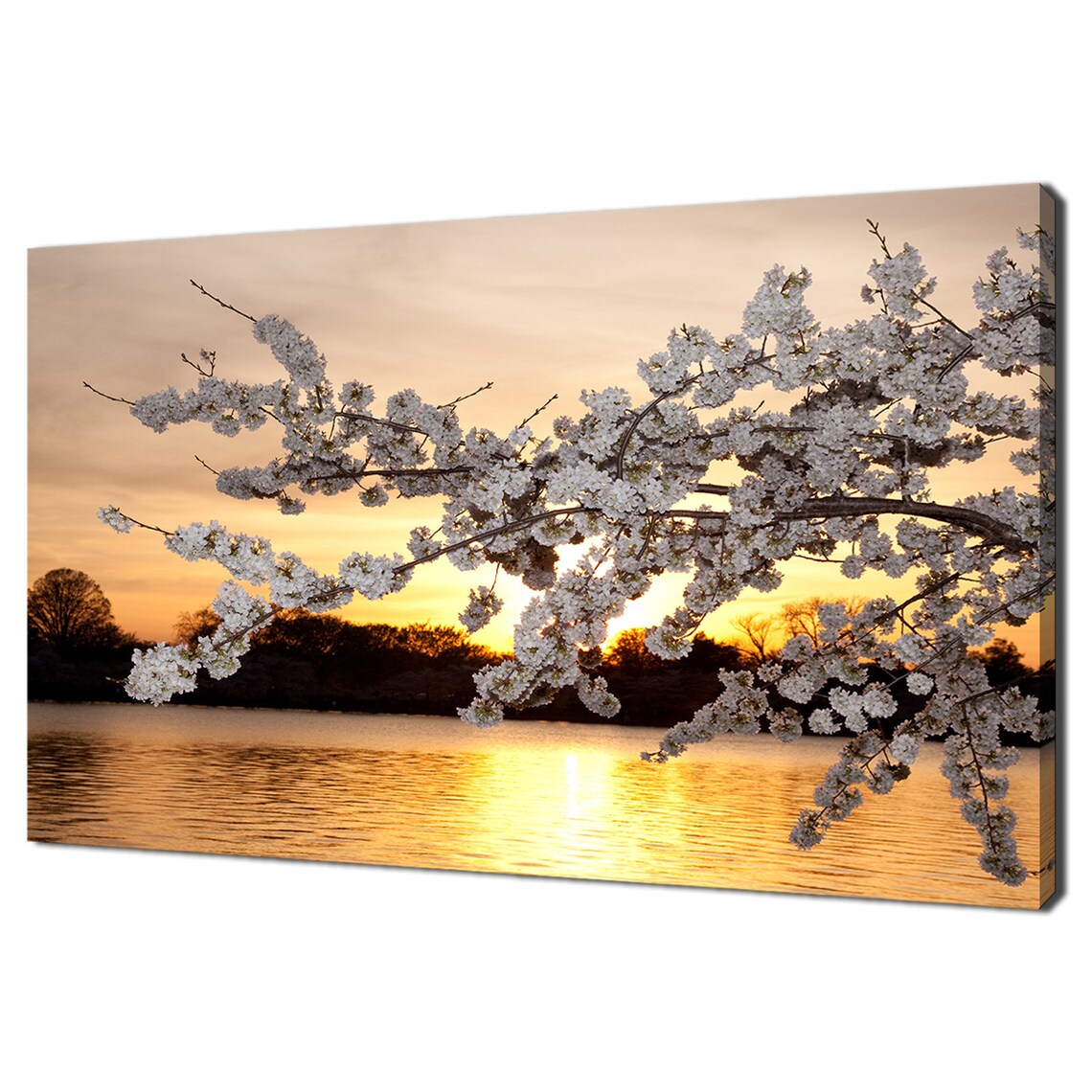Cherry Blossom Sunset Golden Lake Blossom Branches Art Poster