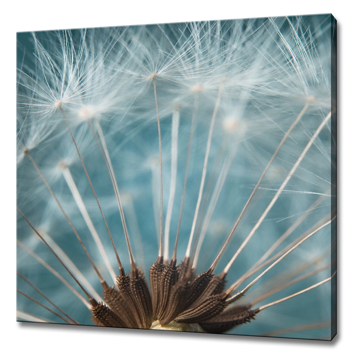 Dandelion Seeds Modern Design Art Print
