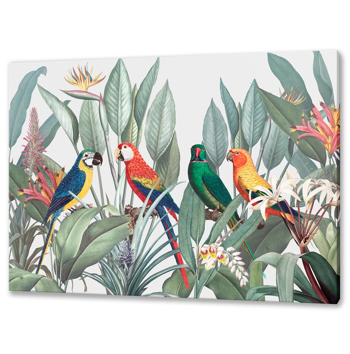 Colorful Macaws Parrots With Tropical Leaves Art Print