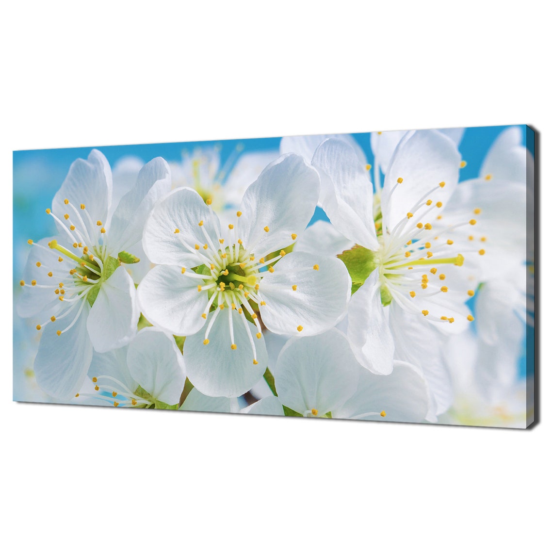 White Blossom Flowers Close Up Bright Blue Sky Spring Floral Wall Art