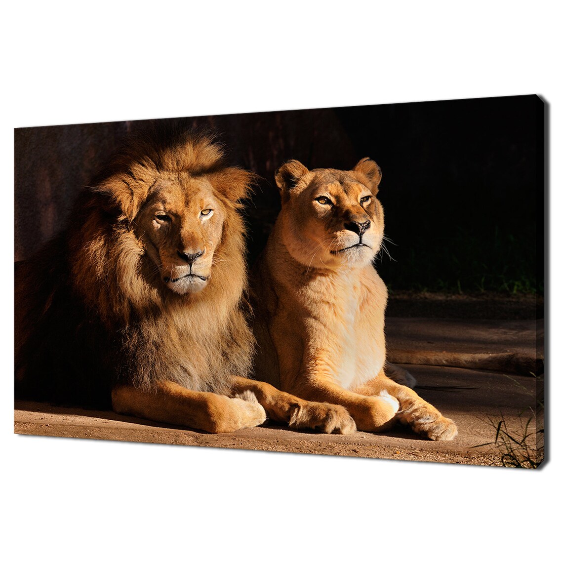 Lion And Lioness Pair Resting Warm Sunlight Wildlife Photography Poster