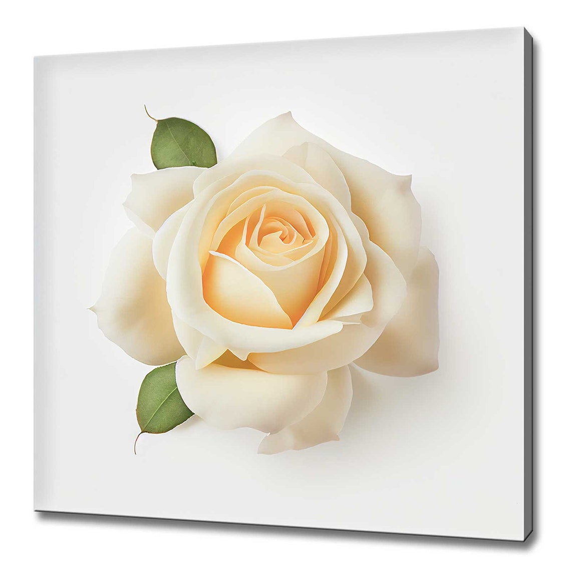 Cream White Rose In Full Bloom Minimal Floral Photography Wall Art