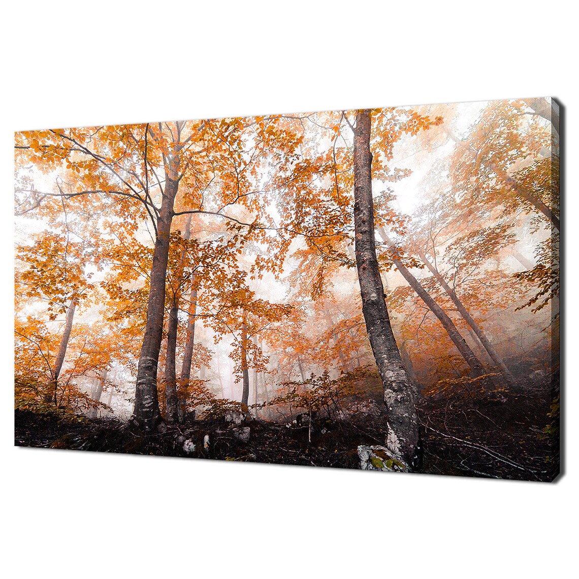 Autumn Forest Birch Trees Landscape, Modern Design