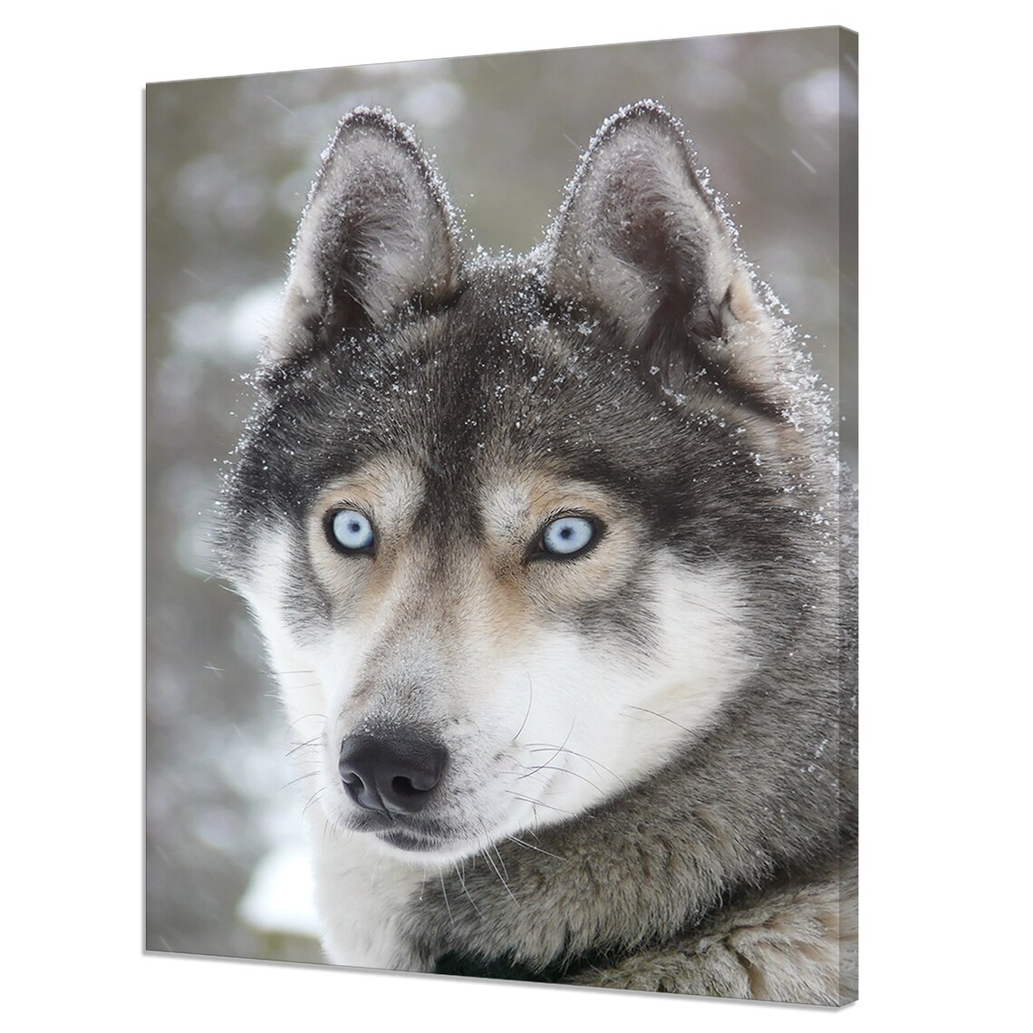 Siberian Husky Dog Blue Eyes Snowy Winter Portrait Photo Poster