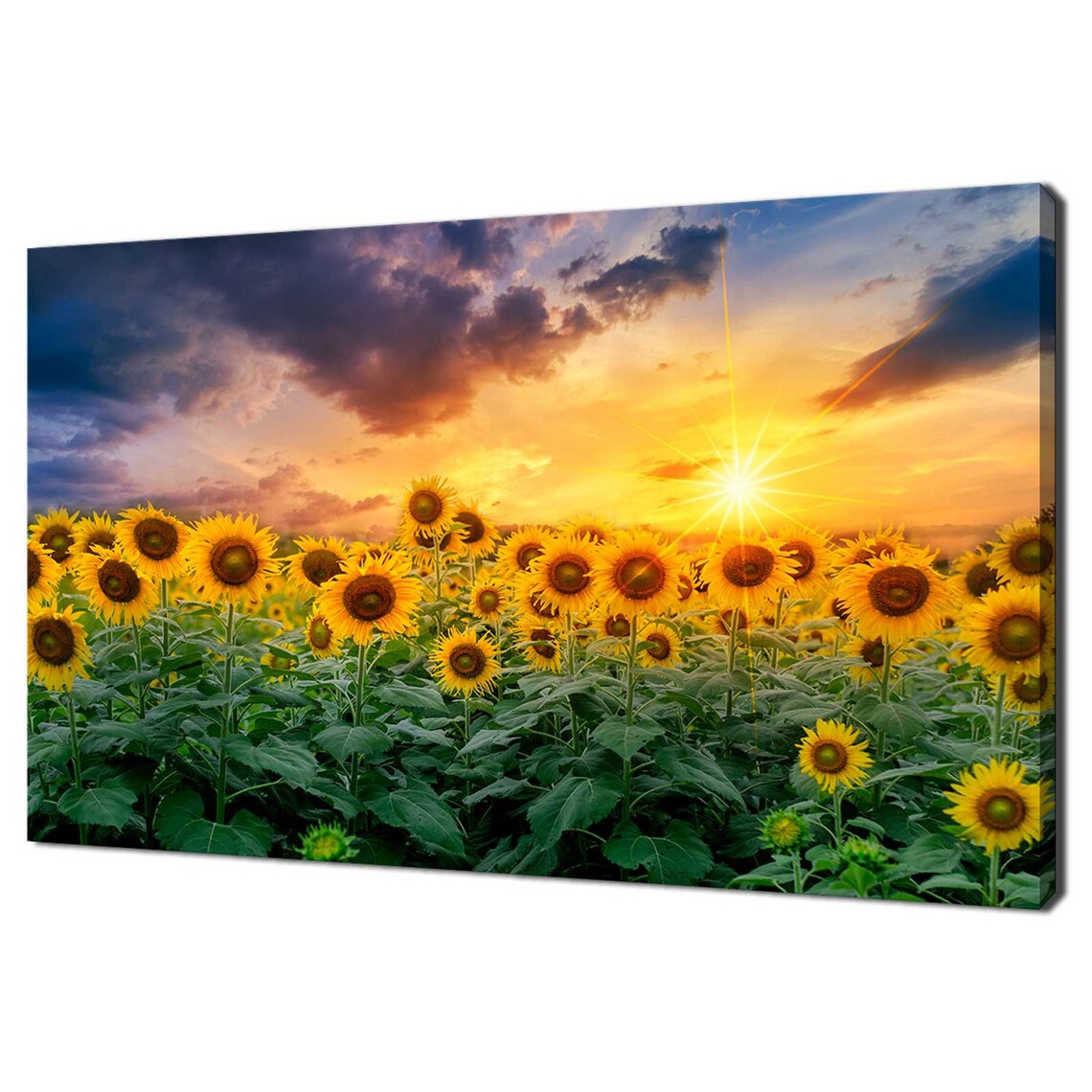 Sunflower Field At Sunset Golden Hour Blooms Landscape Travel Poster