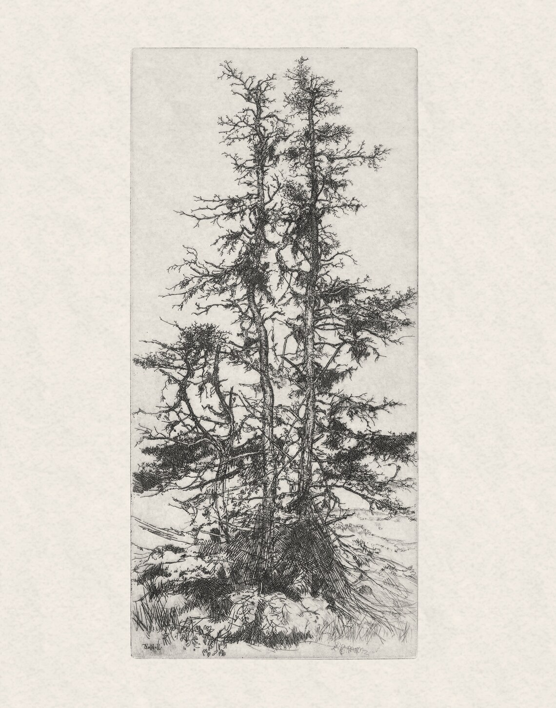 Vintage Pine Tree Art Print, Antique Botanical - Image 2