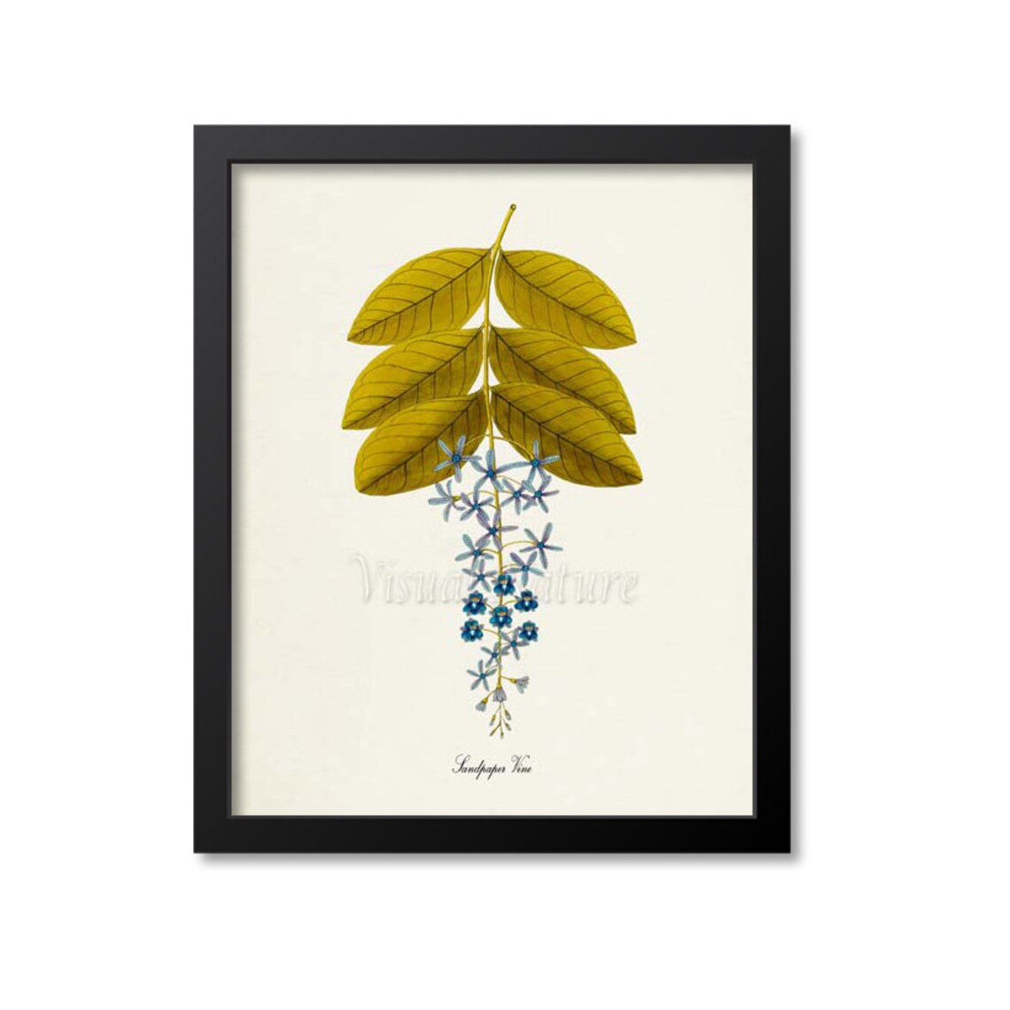Sandpaper Vine Blue Flower Botanical Art Print
