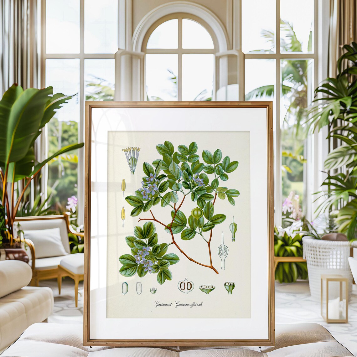 Guaiacwood Botanical Art Print, Jamaica Study - Image 3