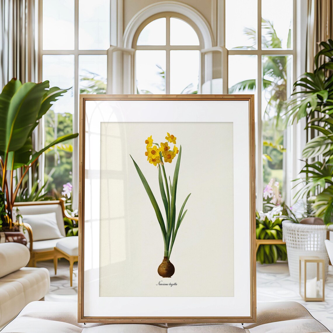 Daffodil Botanical Art Print, Redoute-Inspired - Image 3