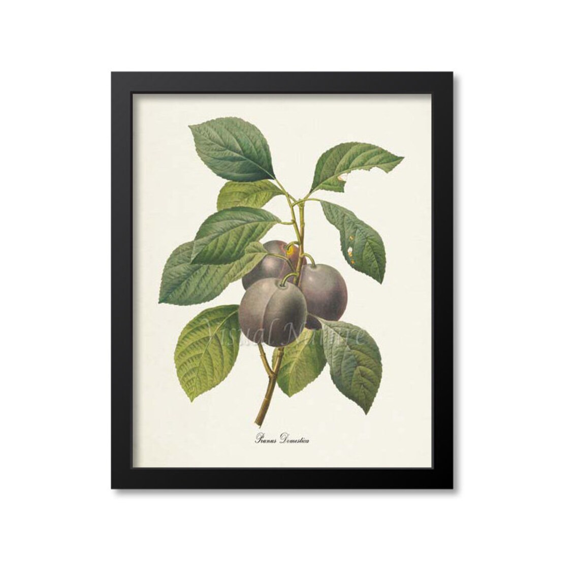 Plum Botanical Art Print, Prunus Domestica Study