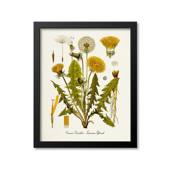 Common Dandelion Botanical Art Print, Taraxacum