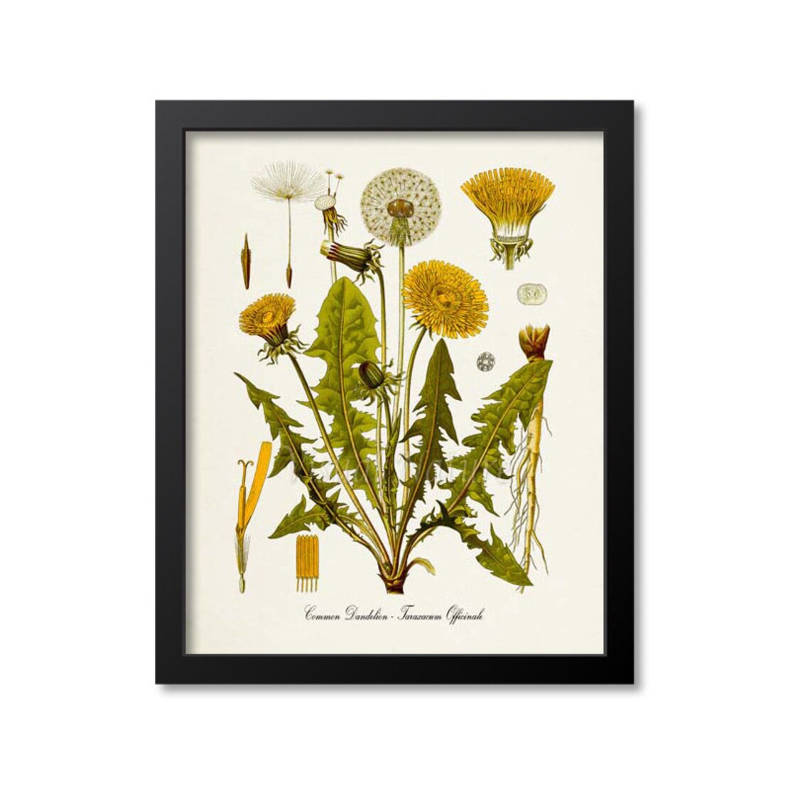 Common Dandelion Botanical Art Print, Taraxacum