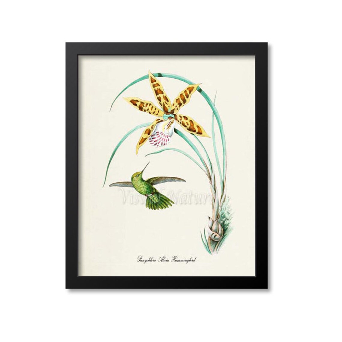 Panychlora Alicia Hummingbird, Floral Art Print