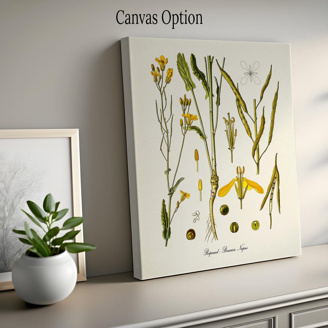 Rapeseed Brassica Napus Antique Botanical Scientific Plate Poster - Image 2