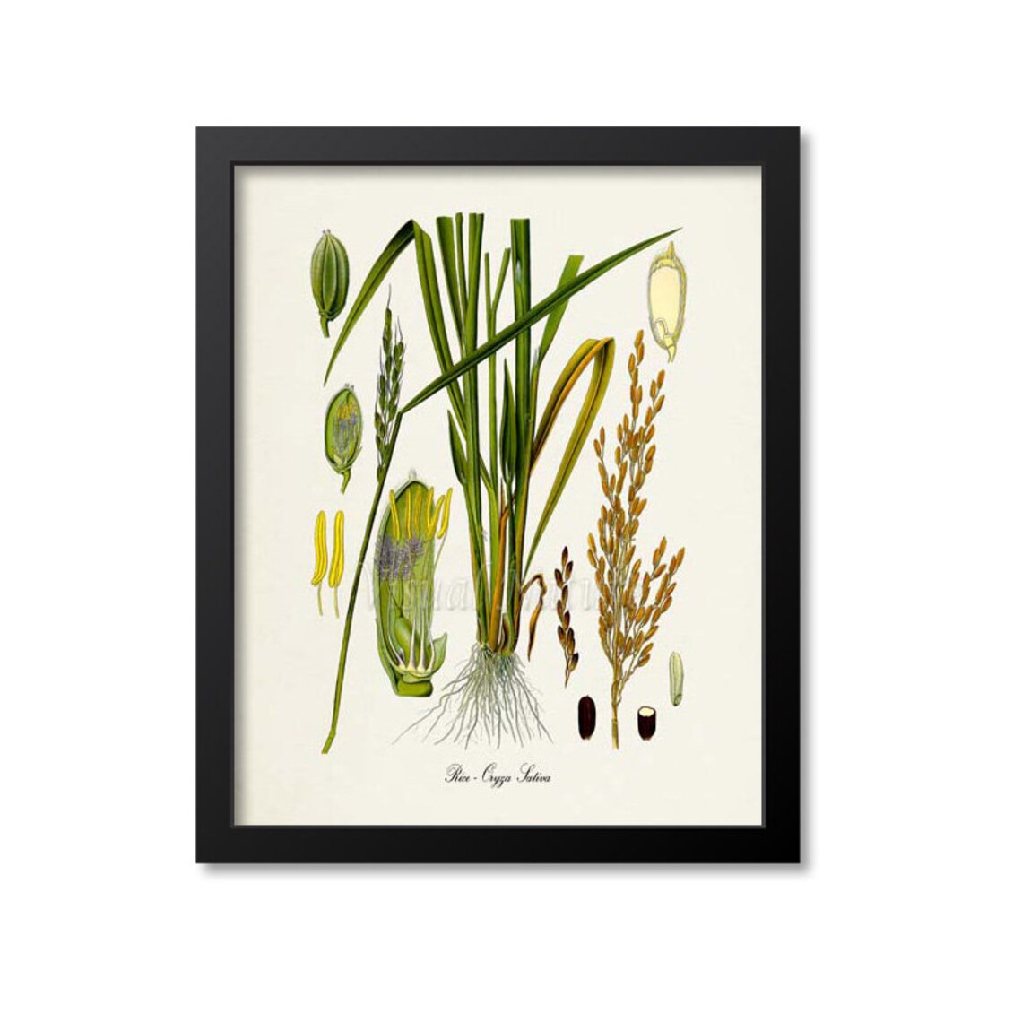 Rice Botanical Art Print, Oryza Sativa Kitchen Decor