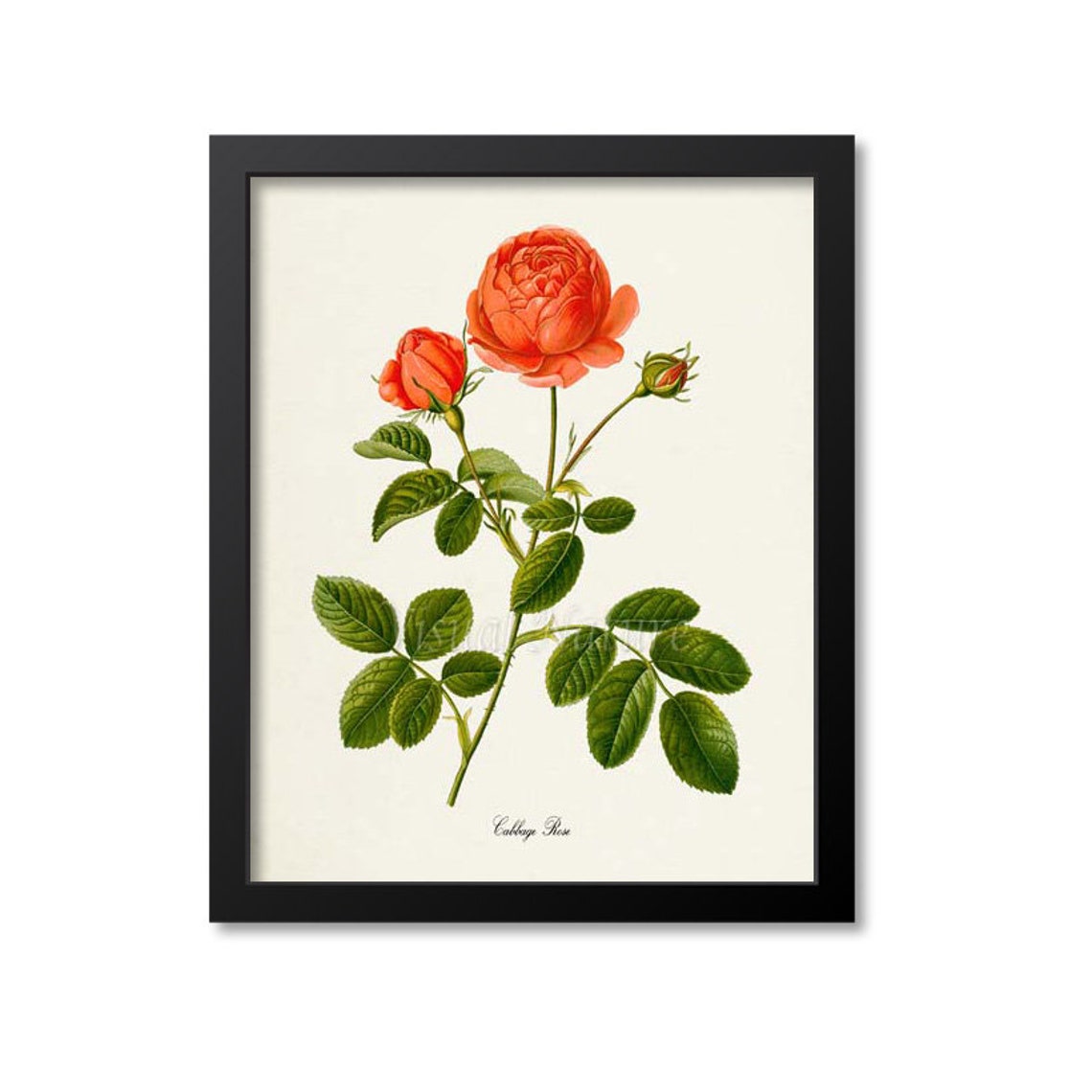 Cabbage Rose Coral Bloom Vintage Botanical Flower Wall Poster