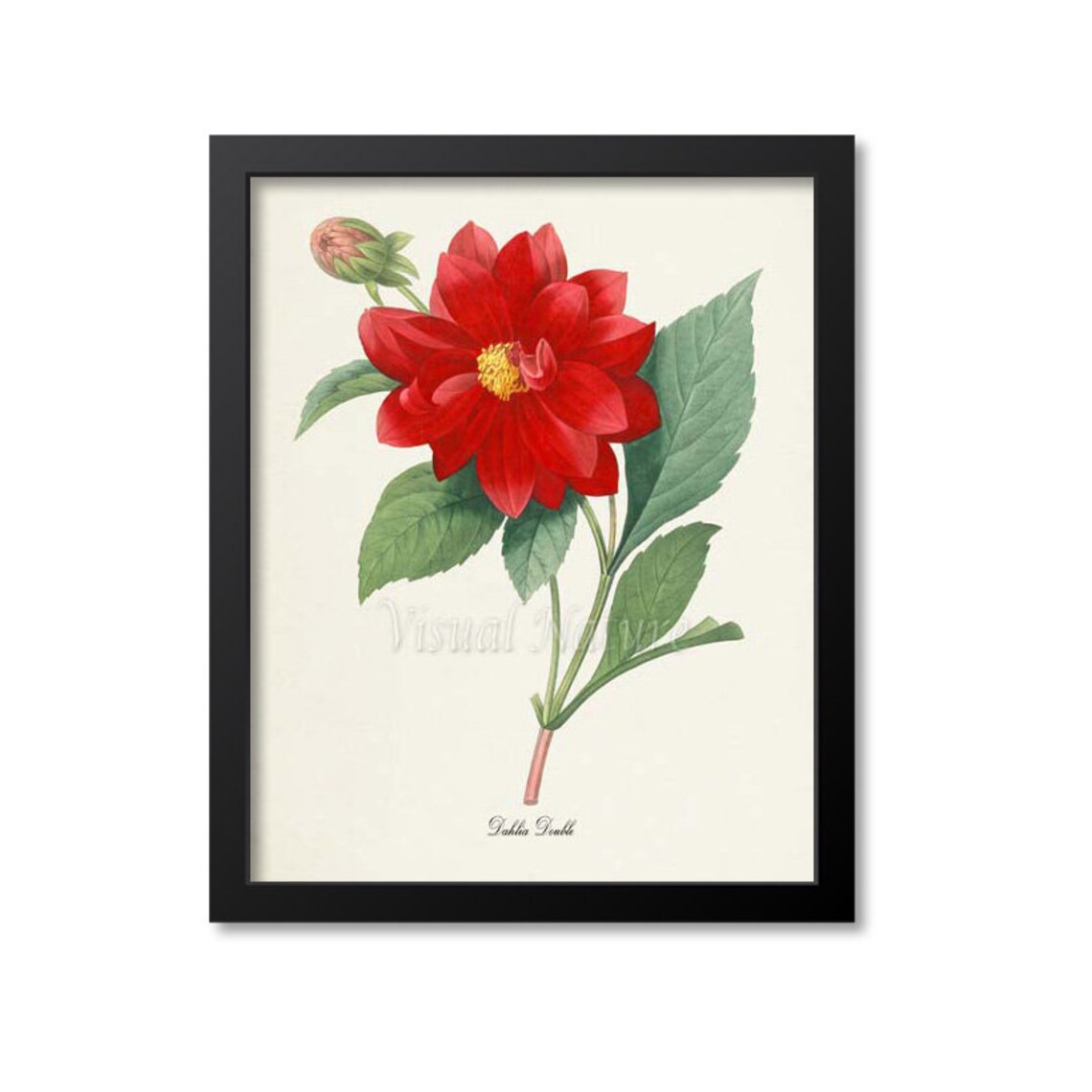 Dahlia Botanical Print, Redoute Botanical Art