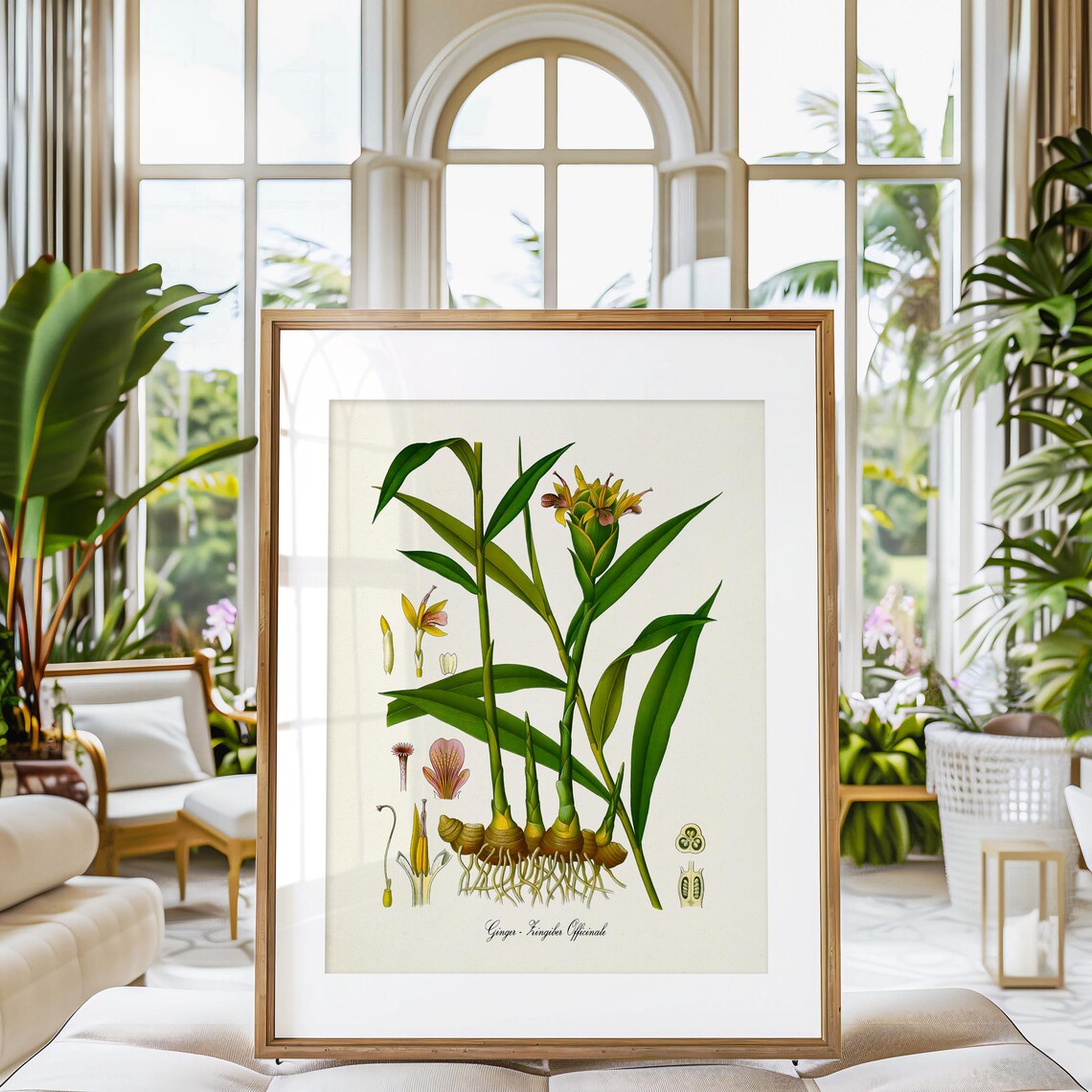 Ginger Botanical Art Print, Zingiber Officinale - Image 3