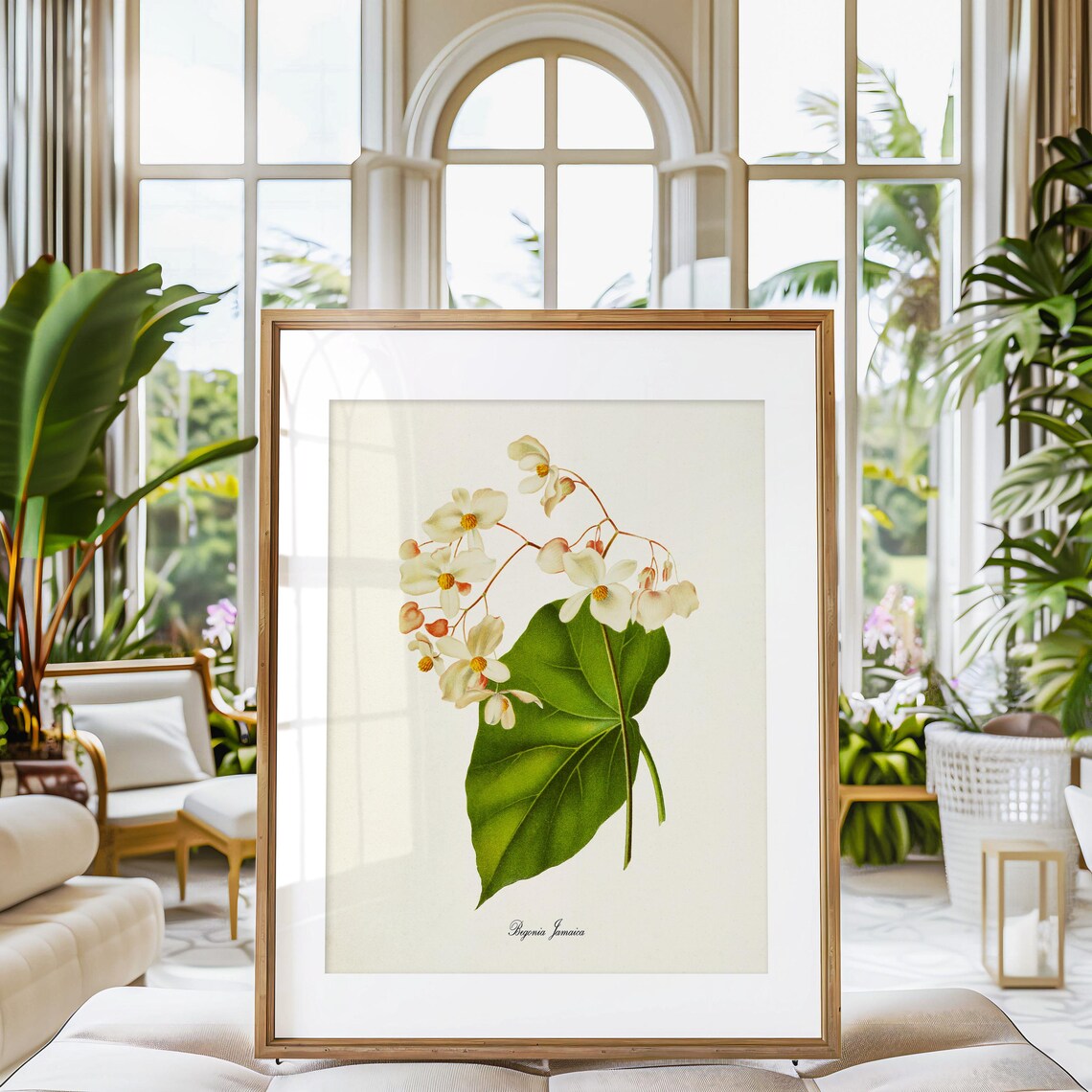 Begonia Jamaica Flower Floral Botanical Art Print - Image 3