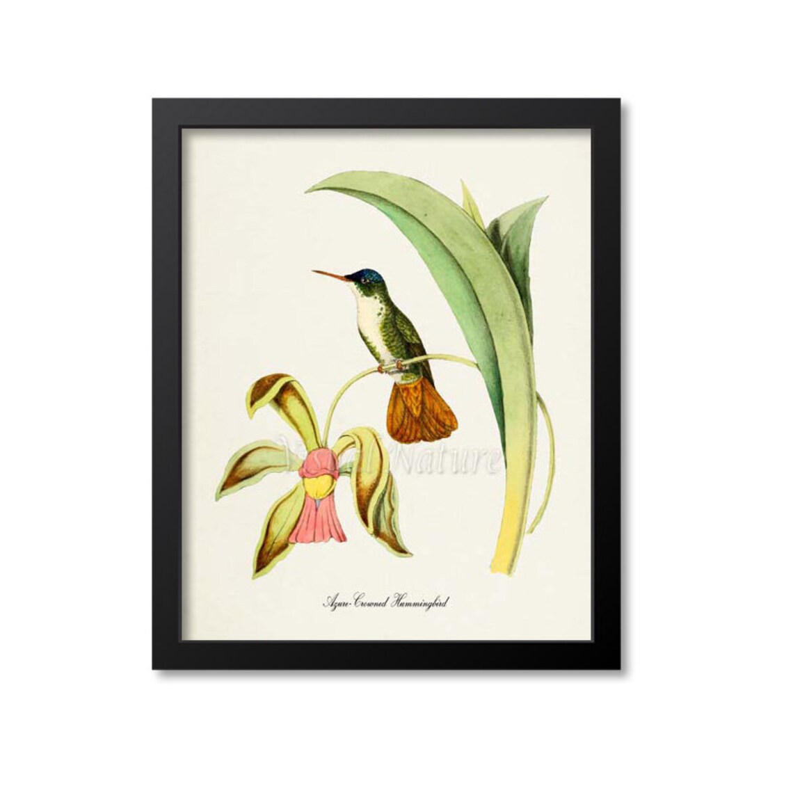 Azure Crowned Hummingbird Floral Art Print for Garden