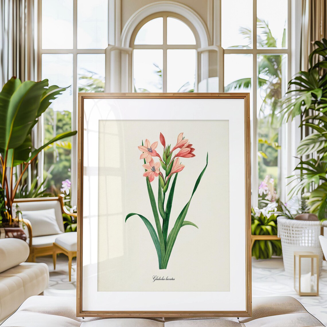 Gladiola Flower Botanical Art Print, Redoute Style - Image 3