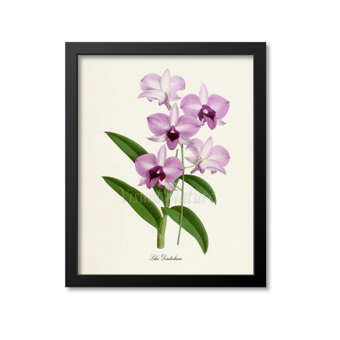 Lilac Dendrobium Orchid Art Print, Botanical Decor