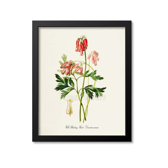 Wild Bleeding Heart Flower Botanical Art Print