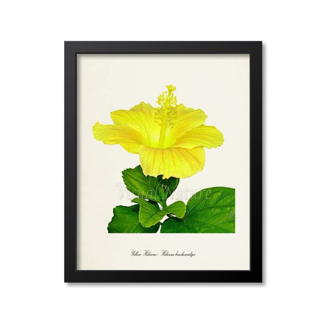 Yellow Hibiscus, Hawaii State Flower Art Print