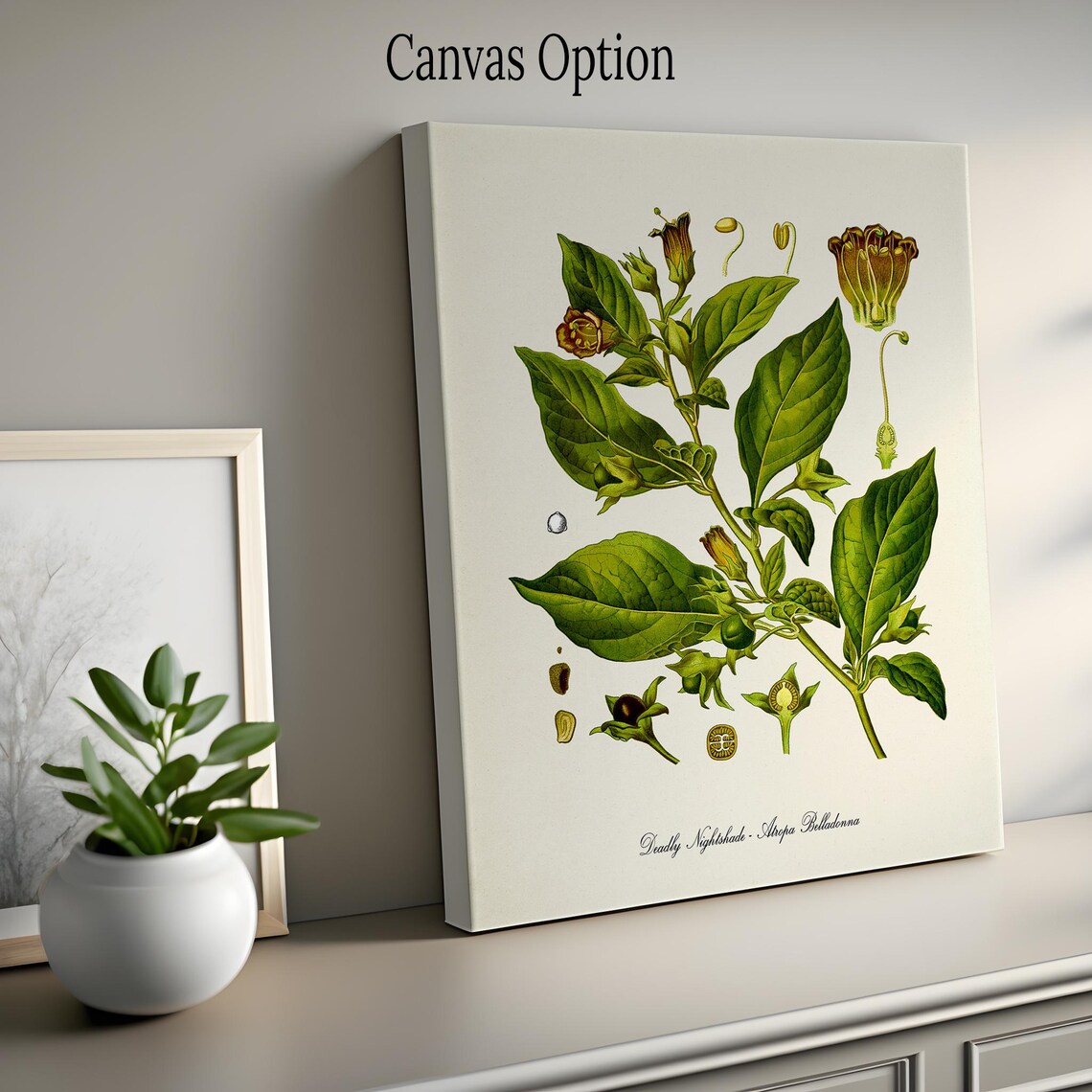 Deadly Nightshade Botanical Art Print, Atropa Belladonna - Image 2