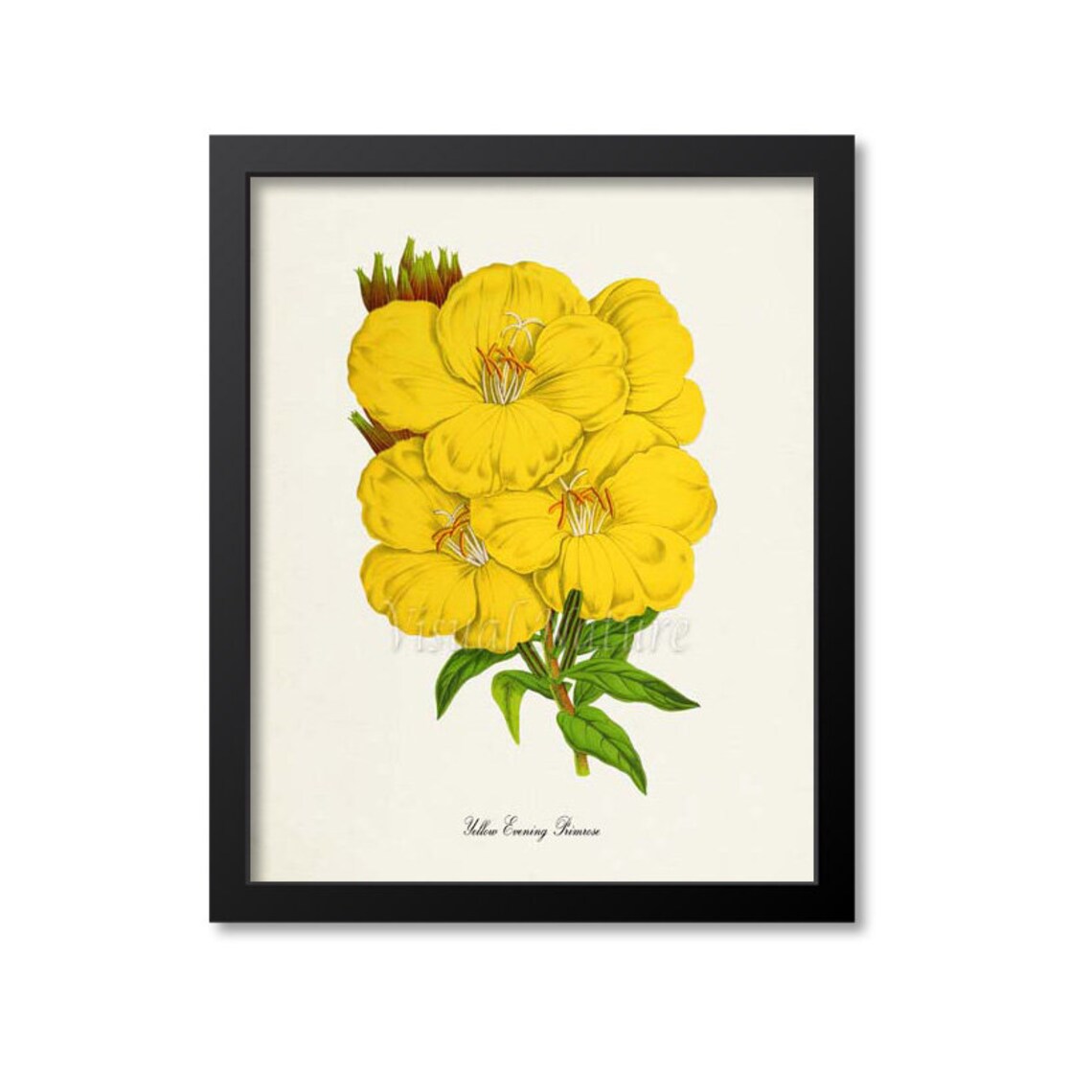 Yellow Evening Primrose Botanical Art Print