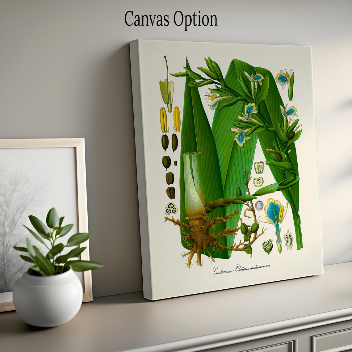 Cardamom Botanical Art Print, Kitchen Wall Art - Image 2