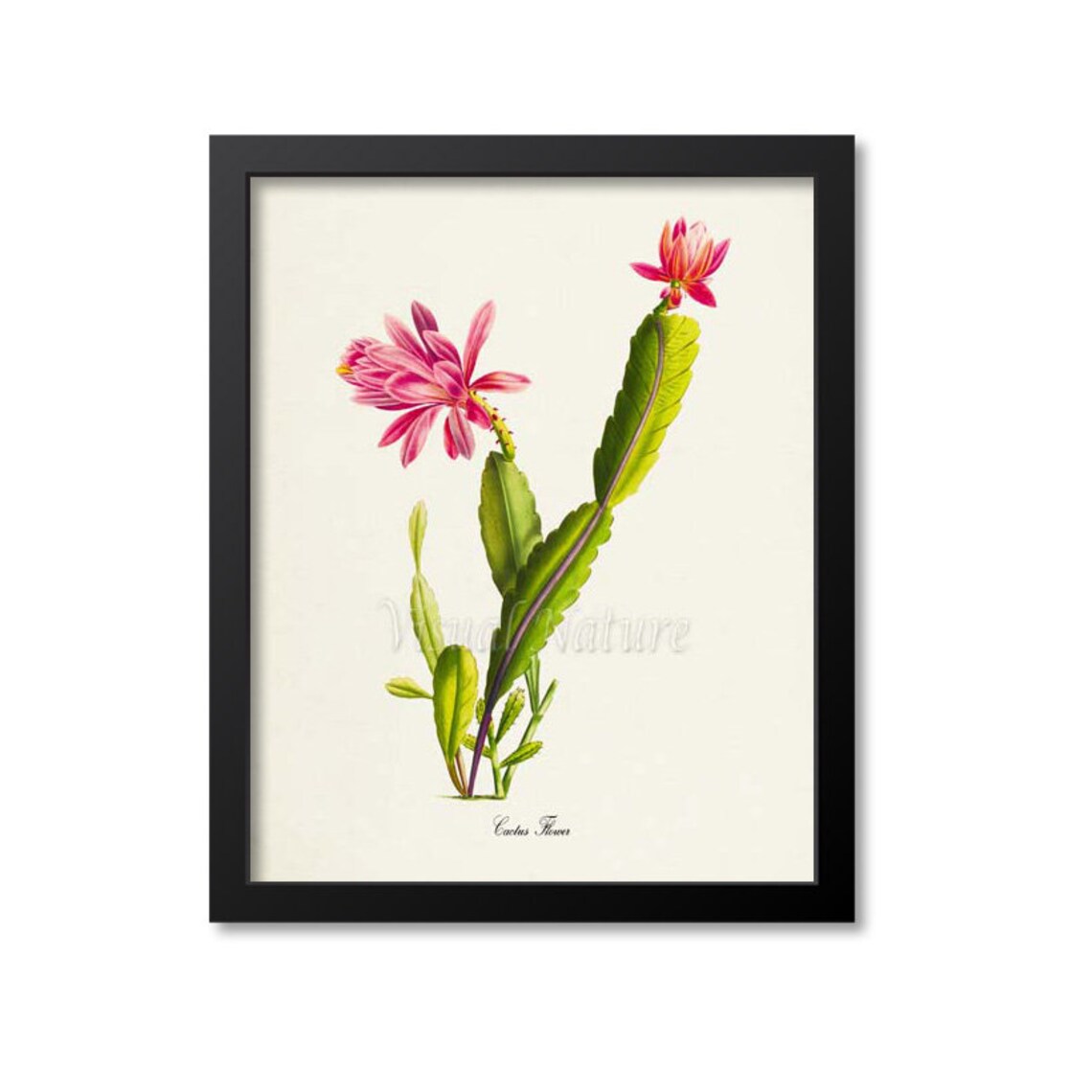 Pink Cactus Botanical Art Print, Home Wall Decor