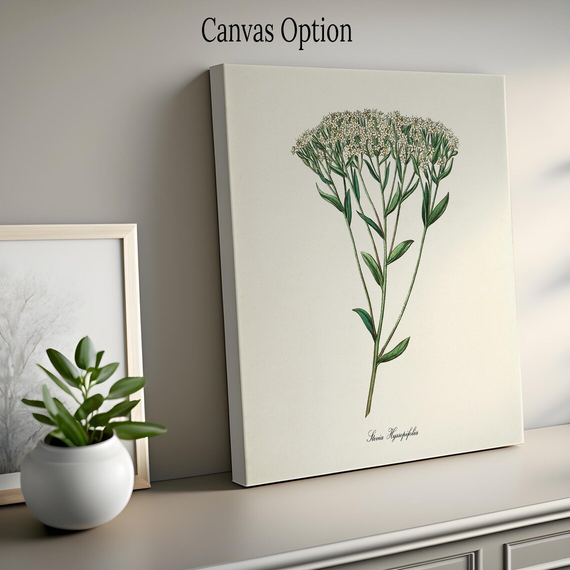 Stevia Hyssopifolia White Cluster Blossom Vintage Botanical Poster - Image 2