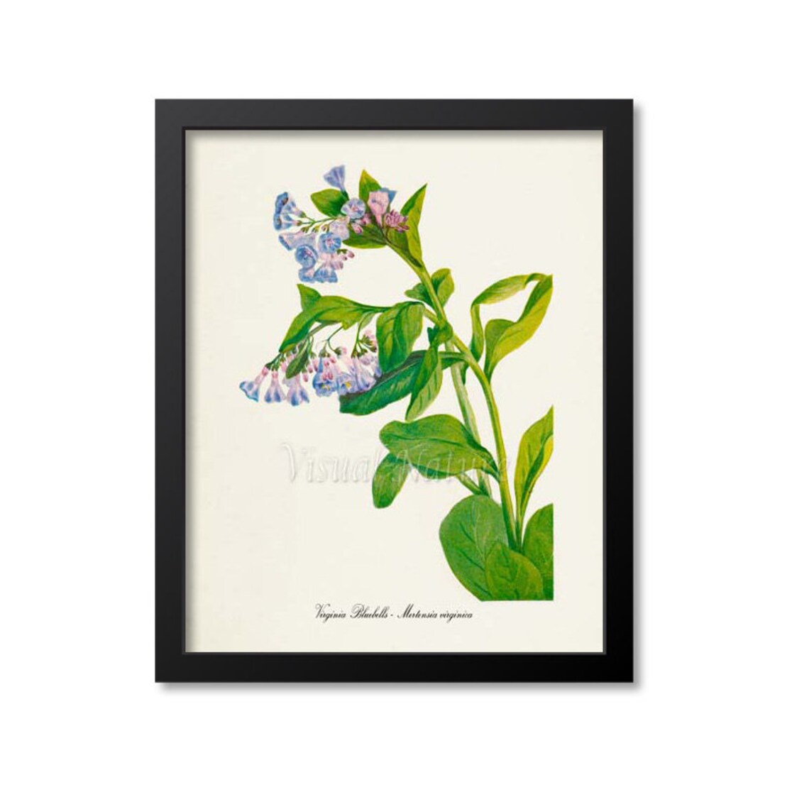 Virginia Bluebells Botanical Wall Art Print