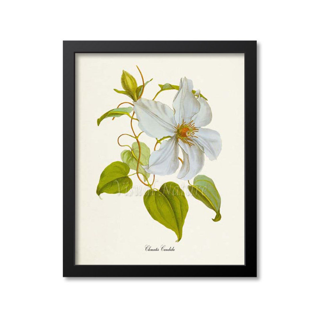 White Clematis Candida Large Star Bloom Vintage Botanical Poster