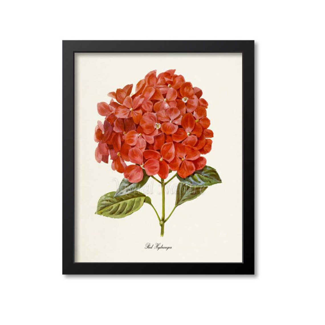Red Hydrangea Botanical Art Print, Floral Decor
