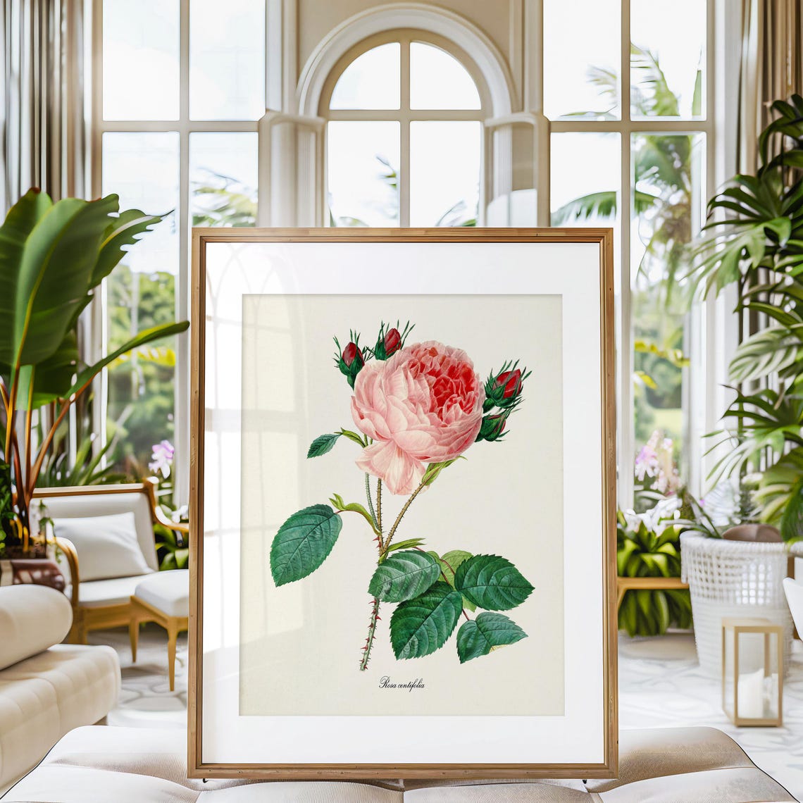 Provence Pink Cabbage Rose Rosa Centifolia Classic Botanical Poster - Image 3
