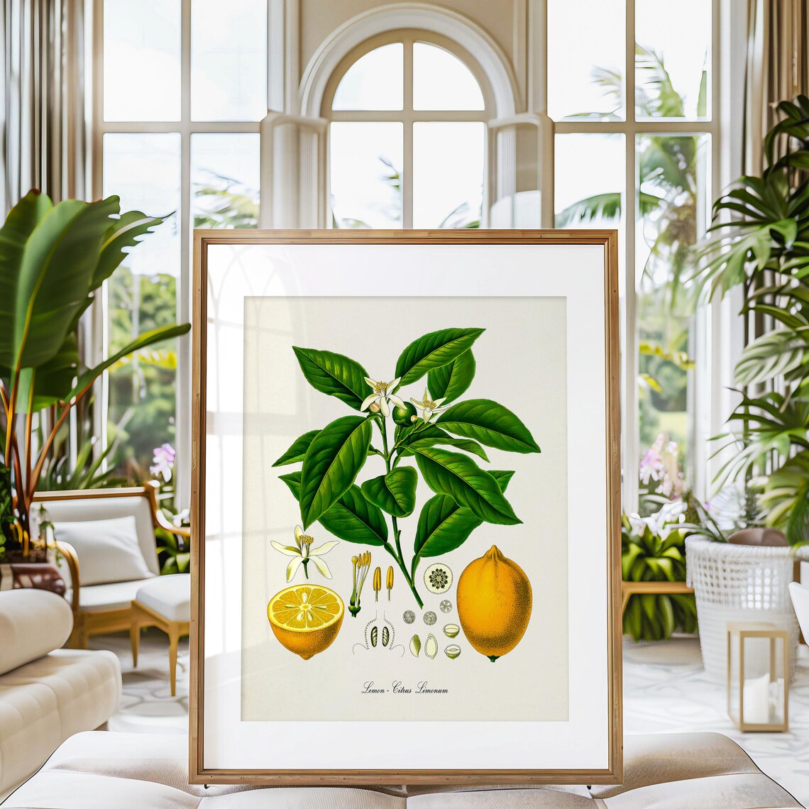 Lemon Botanical Art Print, Citrus Kitchen Wall Art - Image 3