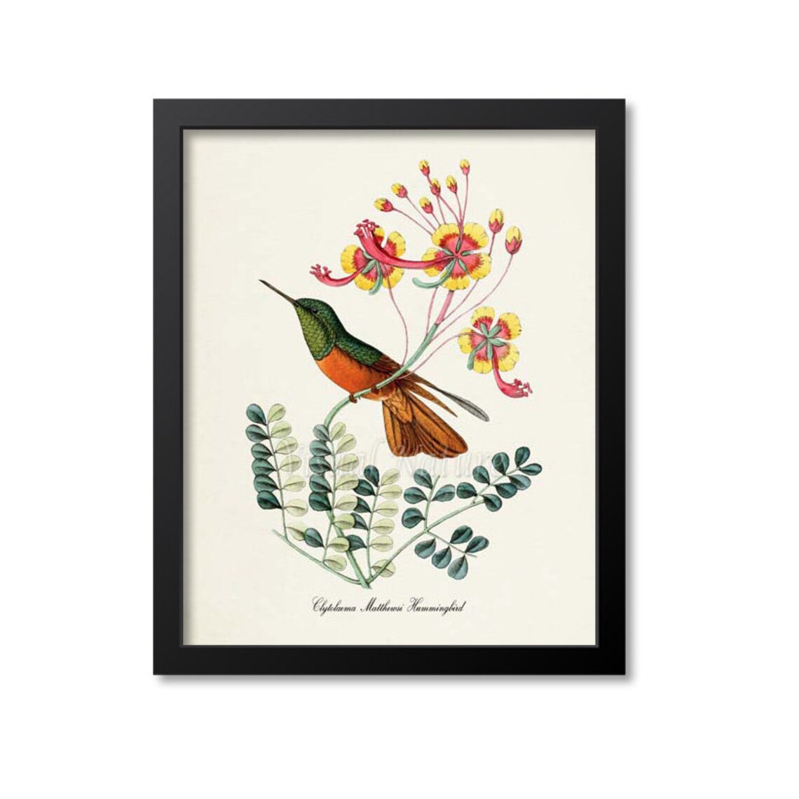 Clytolaema Matthewsi Hummingbird Art Print, Floral Poster