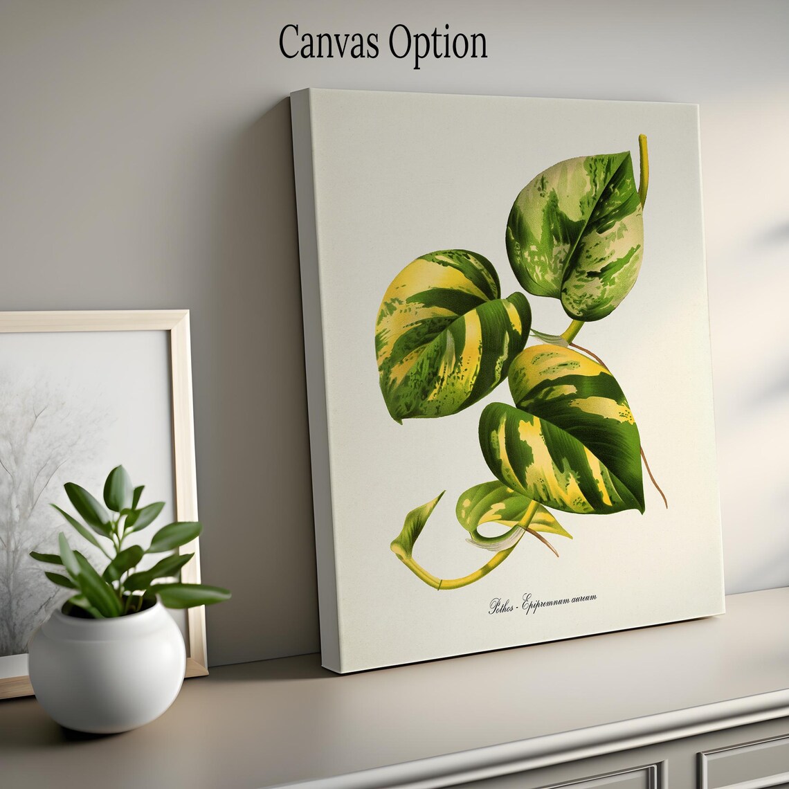 Pothos Botanical Art Print, Epipremnum Aureum - Image 2
