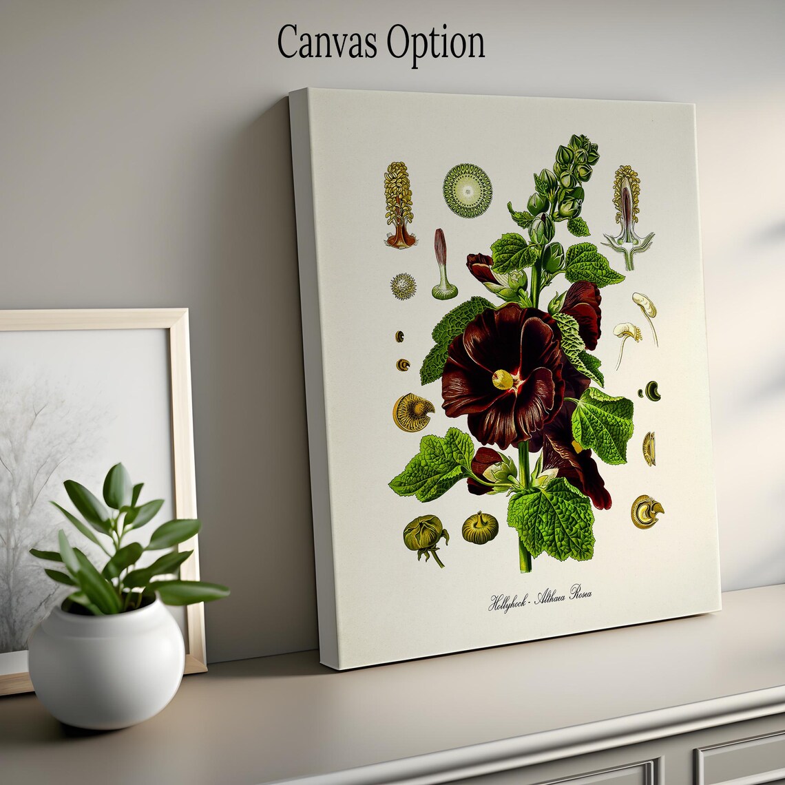 Hollyhock Botanical Art Print, Althaea Rosea - Image 2