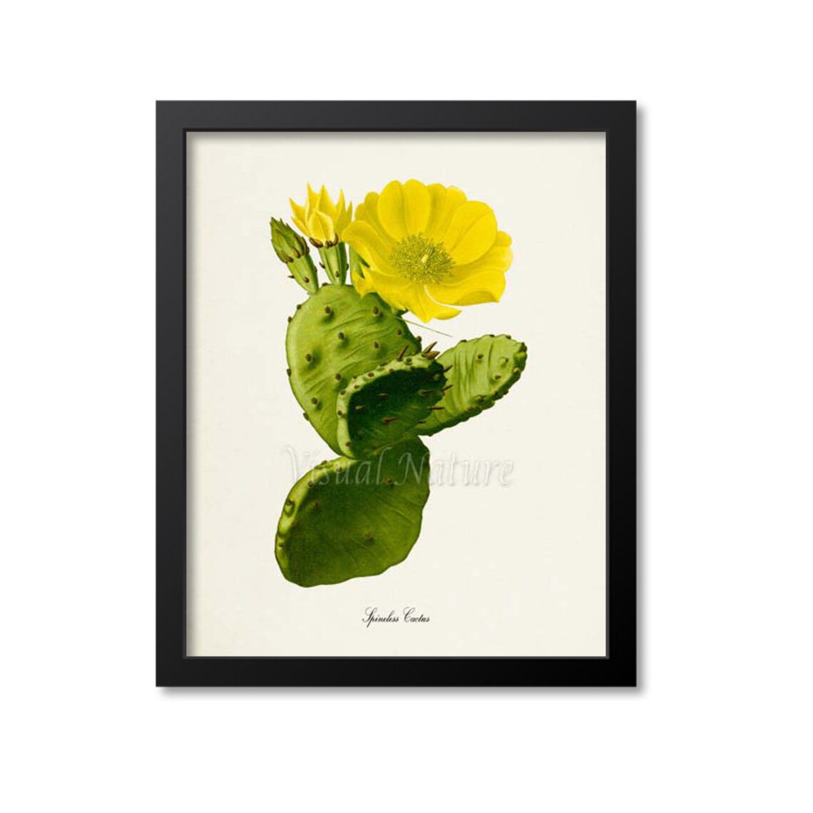 Spineless Cactus Botanical Art Print, Green Yellow